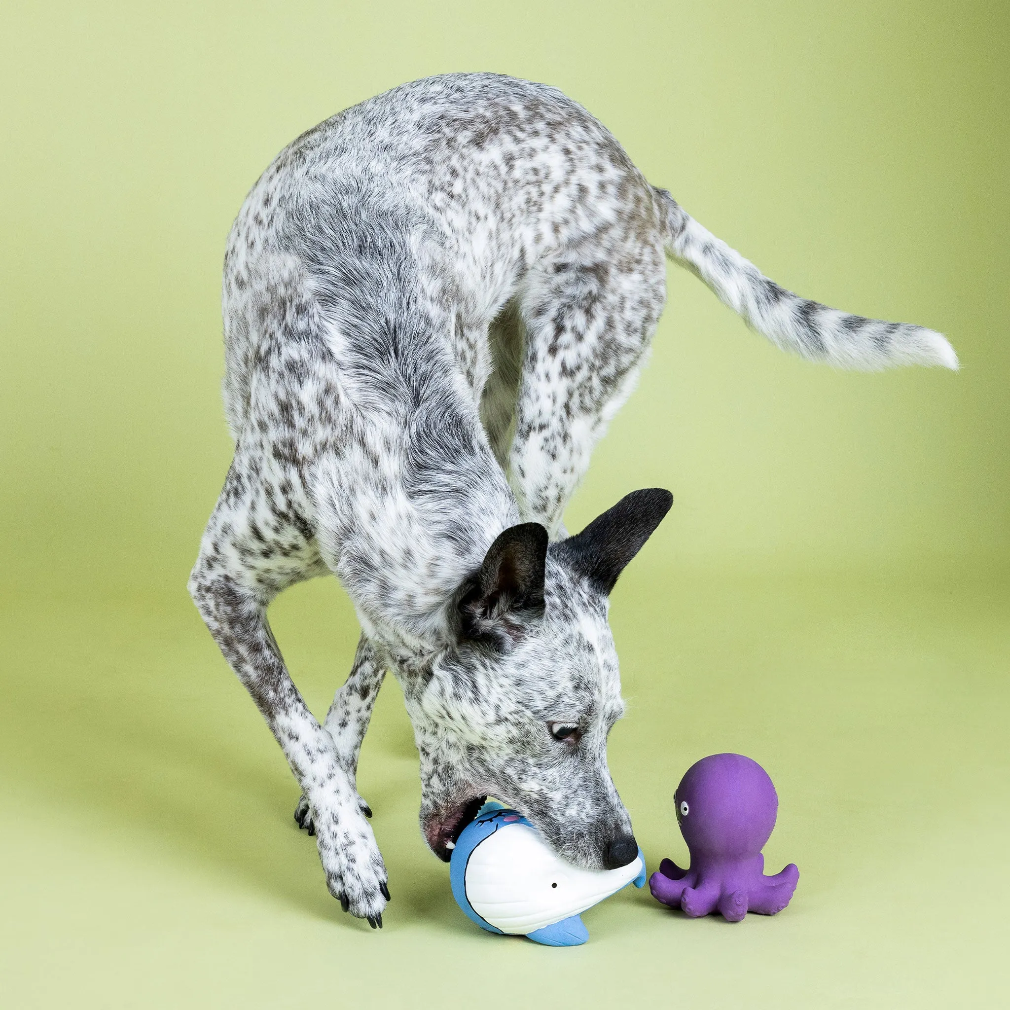 Fringe Happy to Sea You Dog Toys