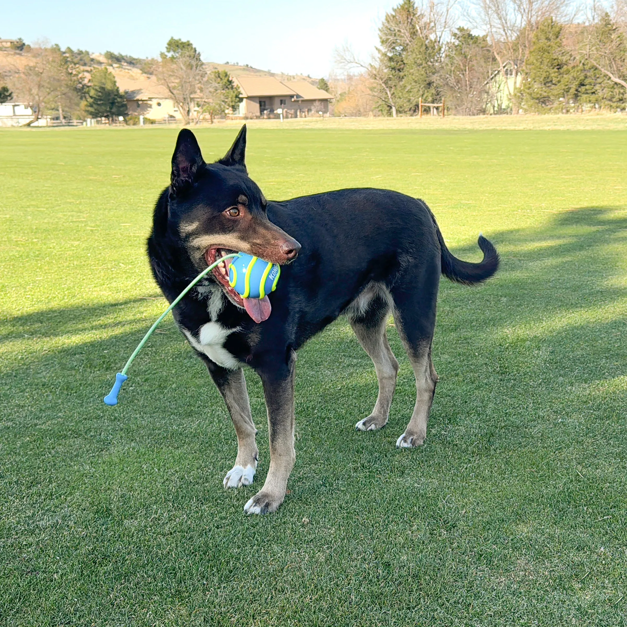 KONG Bunji High-Viz Ball Dog Toy